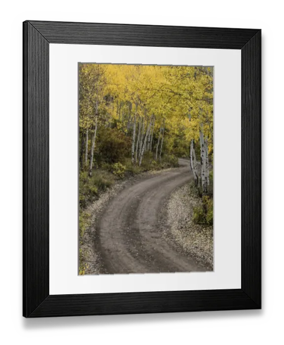 Framed Print : Rural forest service road and golden aspen trees in fall, Sneffels Wilderness Arera Framed Print : Rural forest service road and golden aspen trees in fall, Sneffels Wilderness Arera