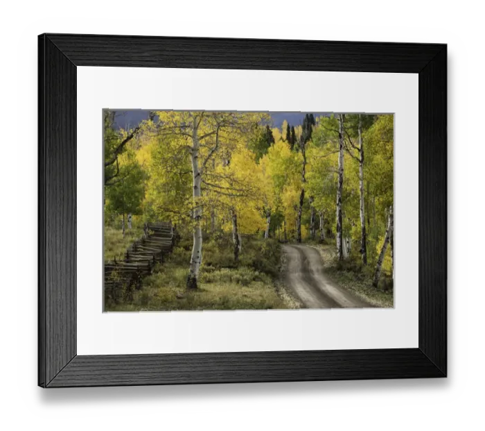 Framed Print : Rural forest service road through golden aspen trees in fall, Sneffels Wilderness Arera Framed Print : Rural forest service road through golden aspen trees in fall, Sneffels Wilderness Arera