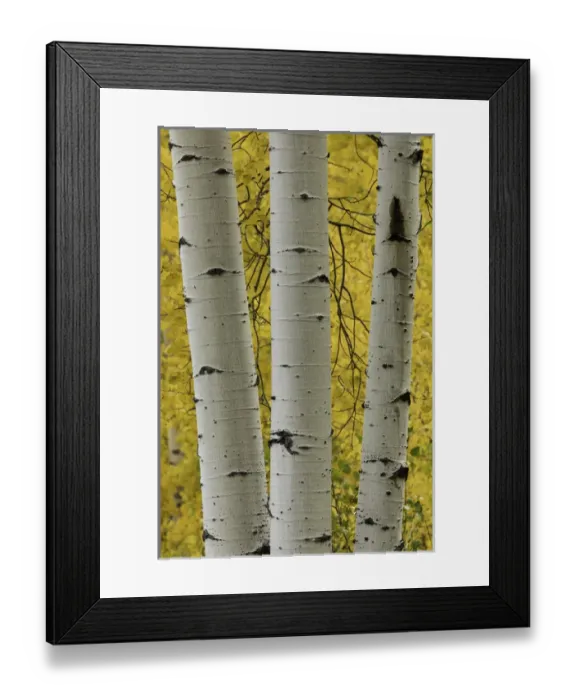 Framed Print : Stand of aspen trees and trunks in fall color, Uncompahgre National Forest, Sneffels Range Framed Print : Stand of aspen trees and trunks in fall color, Uncompahgre National Forest, Sneffels Range