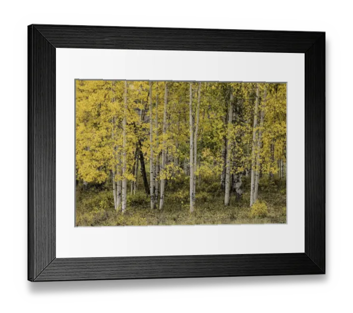 Framed Print : Stand of aspen trees and trunks in fall color, Uncompahgre National Forest, Sneffels Range