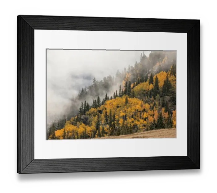 Framed Print : Autumn aspen trees, mist, and mountain slope at sunrise, from Million Dollar Highway