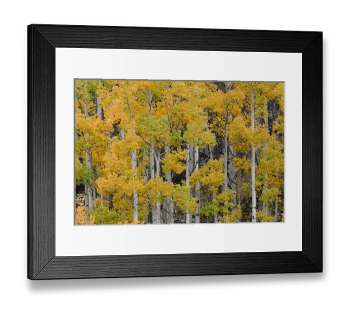 Framed Print : Autumn aspen tree pattern on mountain slope near Crystal Lake, near Ouray, Colorado