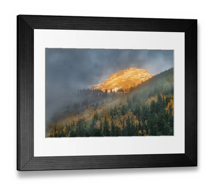 Framed Print : Autumn aspen trees, mist, and mountain slope at sunrise, from Million Dollar Highway Framed Print : Autumn aspen trees, mist, and mountain slope at sunrise, from Million Dollar Highway