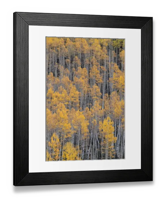 Framed Print : Autumn aspen tree pattern on mountain slope near Crystal Lake, near Ouray, Colorado