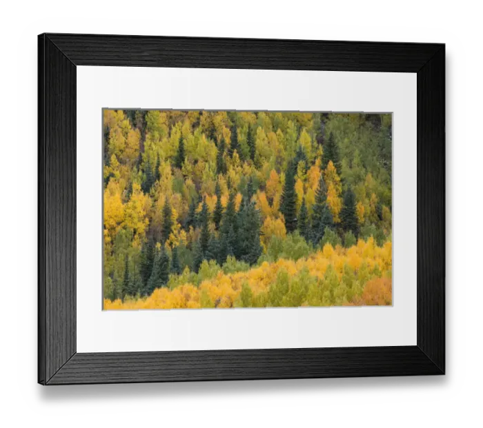 Framed Print : Autumn aspen tree pattern on mountain slope near Crystal Lake, near Ouray, Colorado Framed Print : Autumn aspen tree pattern on mountain slope near Crystal Lake, near Ouray, Colorado