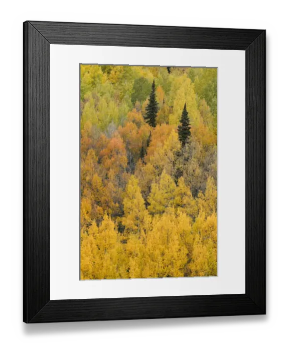 Framed Print : Autumn aspen tree pattern on mountain slope near Crystal Lake, near Ouray, Colorado Framed Print : Autumn aspen tree pattern on mountain slope near Crystal Lake, near Ouray, Colorado