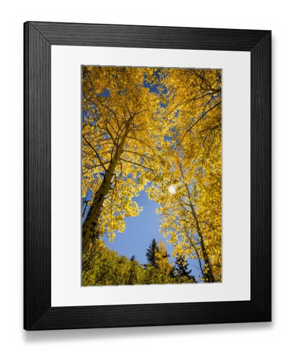 Framed Print : Low angle view upward through aspen trees in fall color, Uncompahgre National Forest