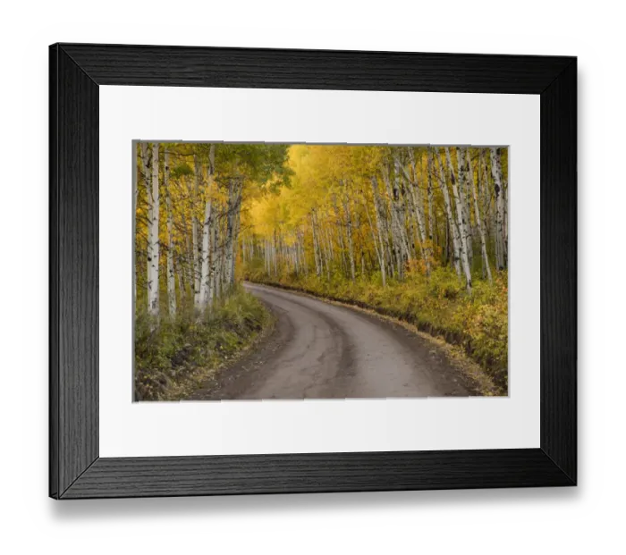Framed Print : Rural forest service road and golden aspen trees in fall, Sneffels Wilderness Arera Framed Print : Rural forest service road and golden aspen trees in fall, Sneffels Wilderness Arera