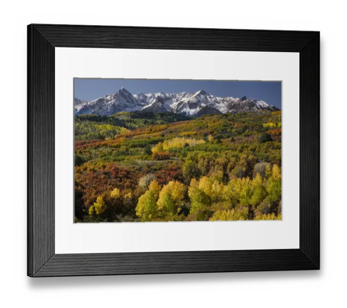 Framed Print : Autumn aspen trees and Sneffels Range, Mount Sneffels Wilderness, Uncompahgre National Forest Framed Print : Autumn aspen trees and Sneffels Range, Mount Sneffels Wilderness, Uncompahgre National Forest