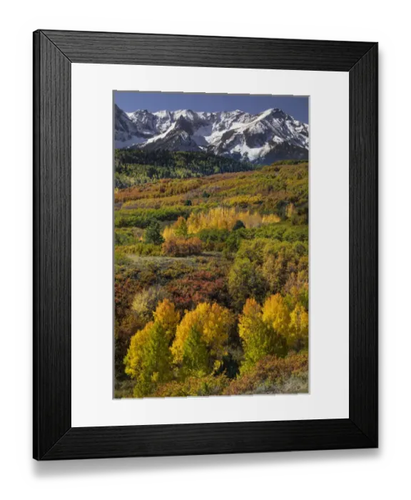 Framed Print : Autumn aspen trees and Sneffels Range, Mount Sneffels Wilderness, Uncompahgre National Forest Framed Print : Autumn aspen trees and Sneffels Range, Mount Sneffels Wilderness, Uncompahgre National Forest