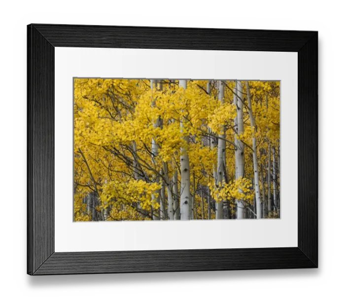 Framed Print : Aspen trees in fall color, Uncompahgre National Forest, Colorado Framed Print : Aspen trees in fall color, Uncompahgre National Forest, Colorado