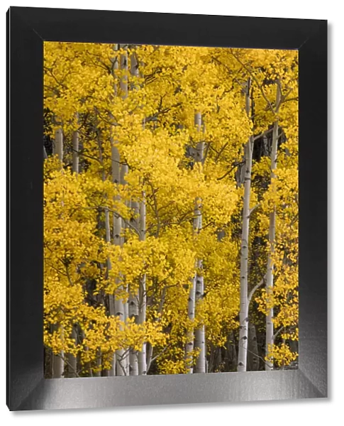 Aspen trees in fall color, Uncompahgre National Forest, Colorado