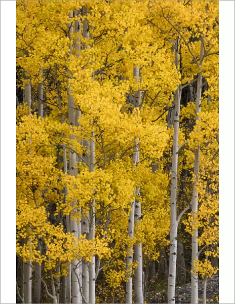 Aspen trees in fall color, Uncompahgre National Forest, Colorado