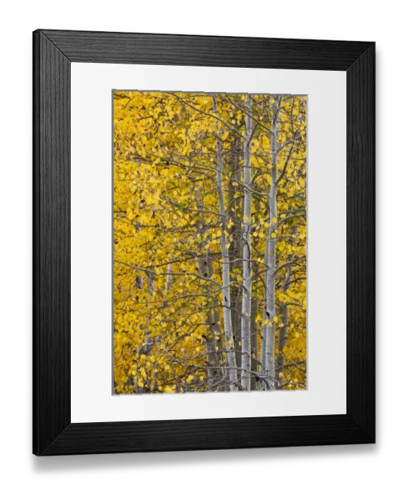 Framed Print : Autumn aspen leaves and tree trunks, Uncompahgre National Forest, Sneffels Range Framed Print : Autumn aspen leaves and tree trunks, Uncompahgre National Forest, Sneffels Range