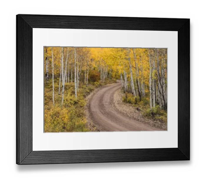 Framed Print : Rural forest service road and golden aspen trees in fall, Sneffels Wilderness Arera Framed Print : Rural forest service road and golden aspen trees in fall, Sneffels Wilderness Arera