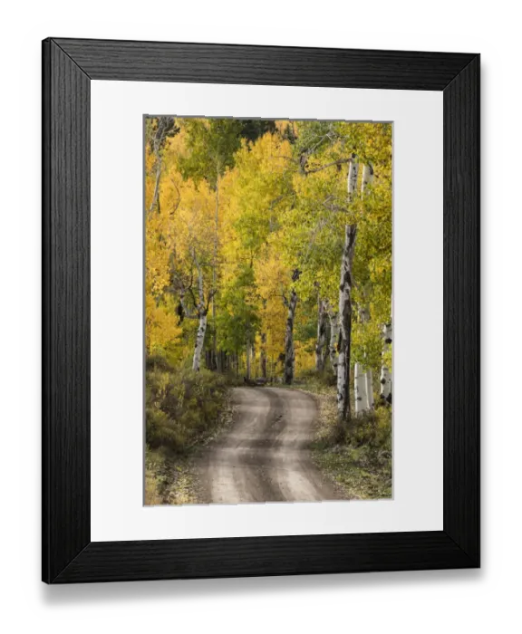 Framed Print : Rural forest service road through golden aspen trees in fall, Sneffels Wilderness Arera Framed Print : Rural forest service road through golden aspen trees in fall, Sneffels Wilderness Arera
