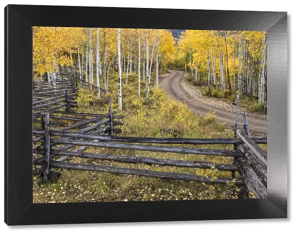 Zig zag rail fence and rural forest service road and golden aspen trees in fall