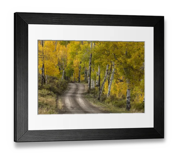 Framed Print : Rural forest service road through golden aspen trees in fall, Sneffels Wilderness Arera