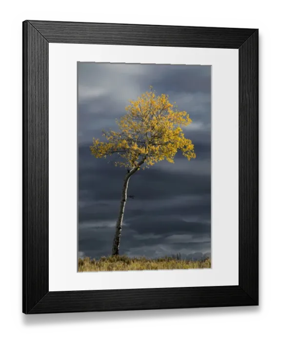 Framed Print : Single sunlit aspen tree in fall color against dark stormy sky, Uncompahgre National Forest