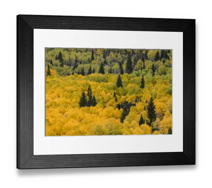 Framed Print : Massive mountain slope of dense aspen trees and evergreens in fall color, Uncompahgre