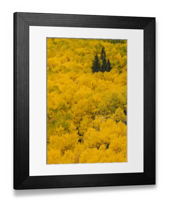 Framed Print : Massive mountain slope of dense aspen trees and evergreens in fall color, Uncompahgre Framed Print : Massive mountain slope of dense aspen trees and evergreens in fall color, Uncompahgre