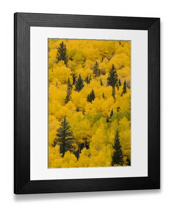 Framed Print : Massive mountain slope of dense aspen trees and evergreens in fall color, Uncompahgre