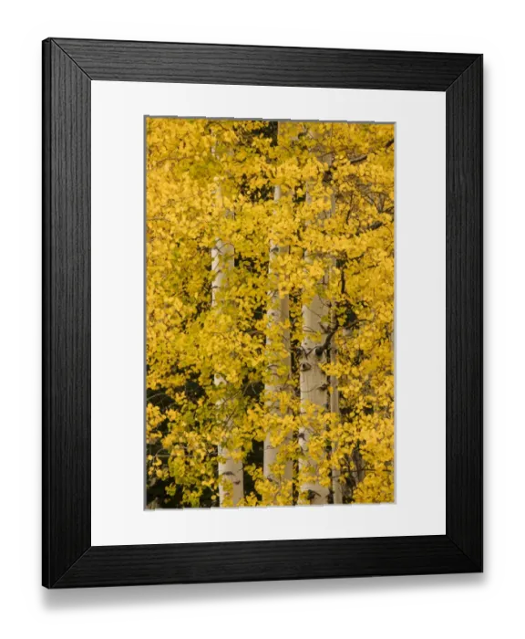 Framed Print : Stand of aspen trees and trunks in fall color, Uncompahgre National Forest, Sneffels Range Framed Print : Stand of aspen trees and trunks in fall color, Uncompahgre National Forest, Sneffels Range