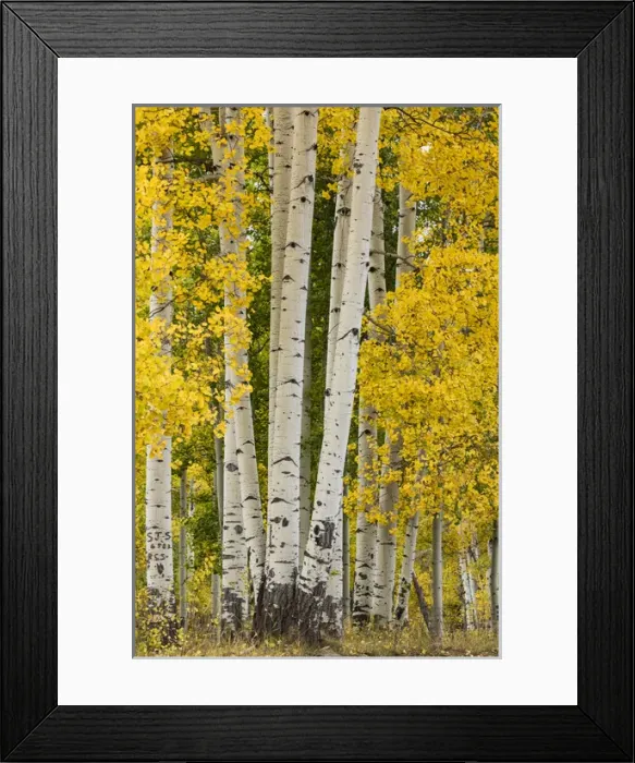 Framed Print : Stand of aspen trees and trunks in fall color, Uncompahgre National Forest, Sneffels Range