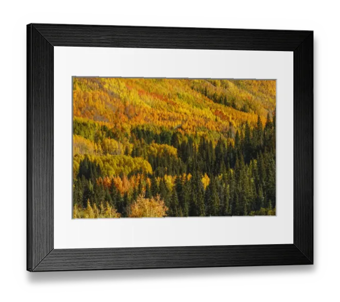 Framed Print : Aspens in fall on steep mountain slope viewed from Million Dollar Highway, near Ouray Framed Print : Aspens in fall on steep mountain slope viewed from Million Dollar Highway, near Ouray