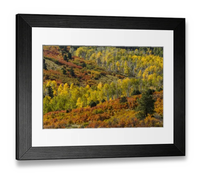 Framed Print : Aspens and fall color in front of Sneffels Range, Uncompahgre National Forest, Colorado Framed Print : Aspens and fall color in front of Sneffels Range, Uncompahgre National Forest, Colorado