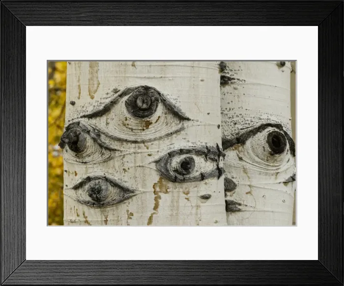 Framed Print : Aspen trunks with knots that look like eye pattern, Uncompahgre National Forest, Colorado Framed Print : Aspen trunks with knots that look like eye pattern, Uncompahgre National Forest, Colorado