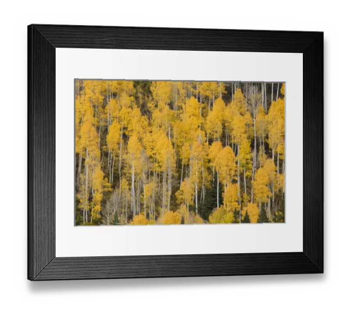 Framed Print : Autumn gold aspen tree pattern on mountain slope, San Juan Mountains, Colorado Framed Print : Autumn gold aspen tree pattern on mountain slope, San Juan Mountains, Colorado