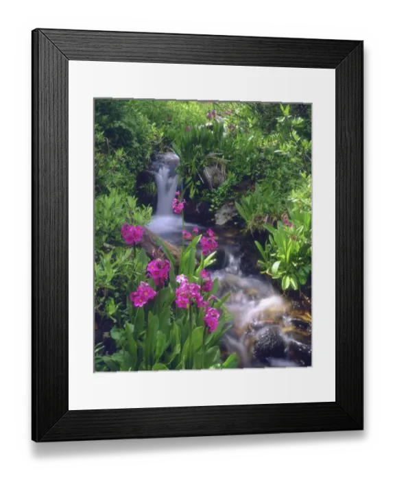 Framed Print : USA, Colorado, Rocky Mountains, Wildflowers along a flowing stream in an alpine meadow Framed Print : USA, Colorado, Rocky Mountains, Wildflowers along a flowing stream in an alpine meadow