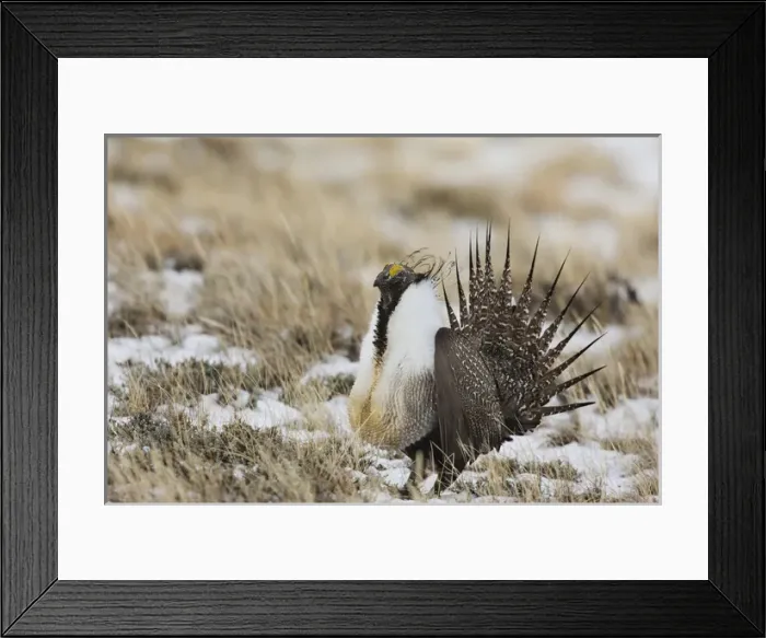Framed Print : USA, Colorado, North Park. Close-up of male greater sage grouse in mating display Framed Print : USA, Colorado, North Park. Close-up of male greater sage grouse in mating display