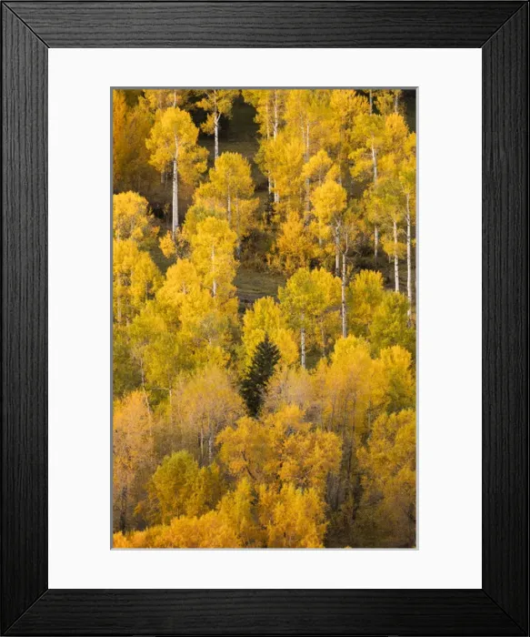 Framed Print : Hillside of autumn aspen trees, Sneffels Range, Mount Sneffels Wilderness, Uncompahgre