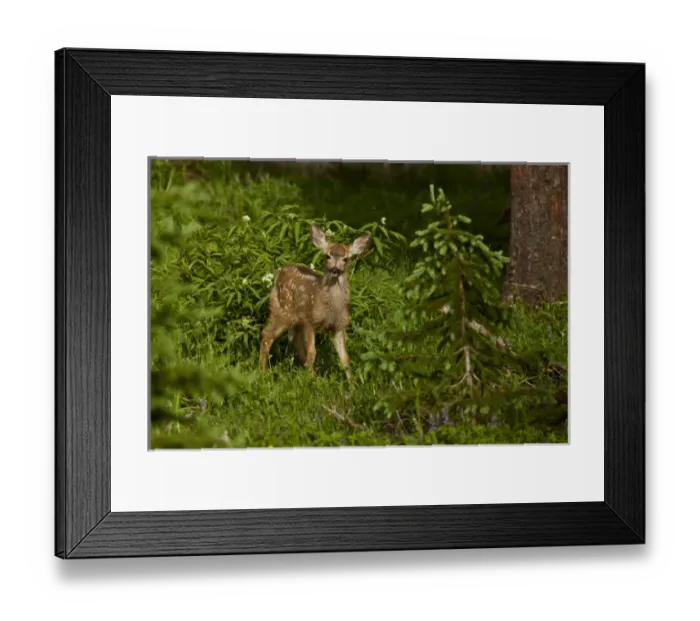 Framed Print : USA, Colorado, White River National Forest. View of alert mule deer fawn in forest Framed Print : USA, Colorado, White River National Forest. View of alert mule deer fawn in forest