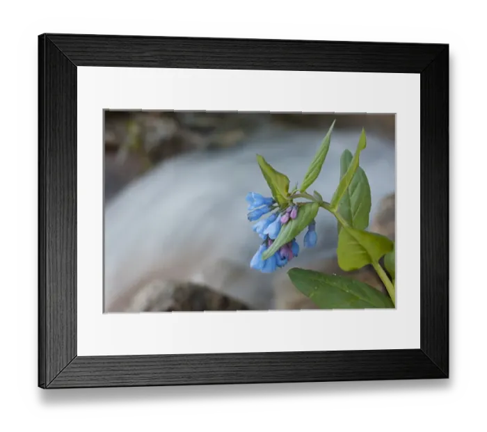 Framed Print : USA, Colorado, Collegiate Peaks Wilderness. Mountain bluebells beside a rushing creek