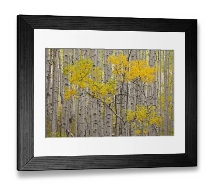Framed Print : USA, Colorado, White River National Forest. A stand of aspen trees in autumn color Framed Print : USA, Colorado, White River National Forest. A stand of aspen trees in autumn color