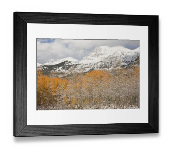 Framed Print : USA, Colorado, Gunnison National Forest, Mt. Owen. Aspen trees after an autumn snowstorm Framed Print : USA, Colorado, Gunnison National Forest, Mt. Owen. Aspen trees after an autumn snowstorm