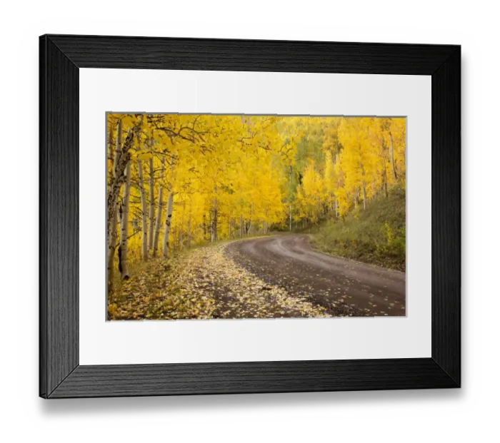 Framed Print : USA, Colorado, Uncompahgre National Forest. Autumn-colored aspen trees line a forest road Framed Print : USA, Colorado, Uncompahgre National Forest. Autumn-colored aspen trees line a forest road