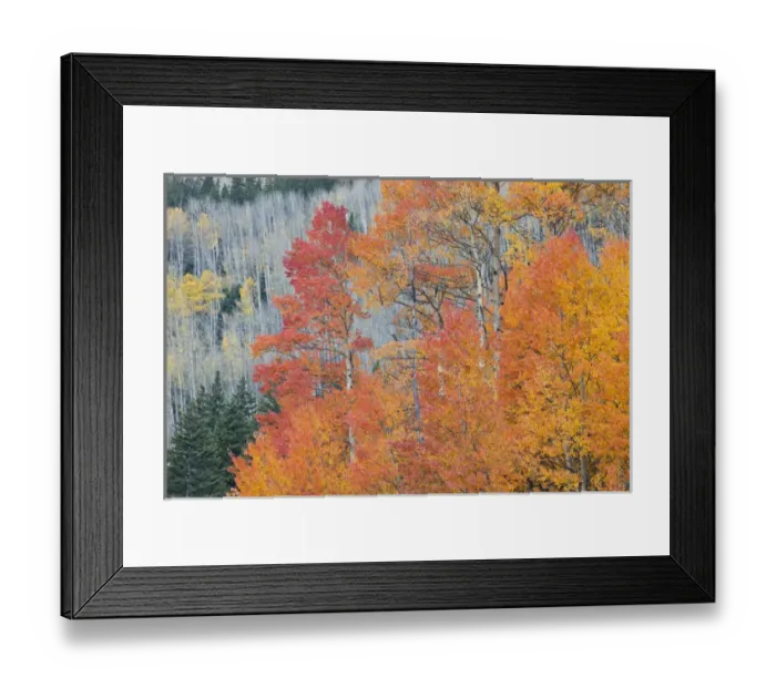 Framed Print : USA, Colorado, San Juan Mountains. Aspen trees in autumn colors