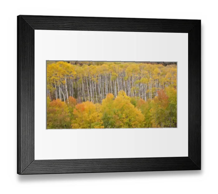 Framed Print : USA, Colorado, White River National Forest. Aspen grove in peak autumn foliage. Credit as Framed Print : USA, Colorado, White River National Forest. Aspen grove in peak autumn foliage. Credit as