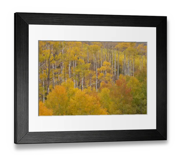 Framed Print : USA, Colorado, White River National Forest. Aspen grove in peak autumn foliage. Credit as Framed Print : USA, Colorado, White River National Forest. Aspen grove in peak autumn foliage. Credit as