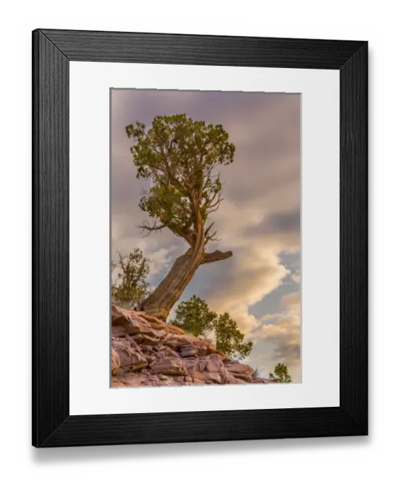 Framed Print : USA, Colorado, Fruita. Juniper tree at sunrise in Colorado National Monument. Credit as Framed Print : USA, Colorado, Fruita. Juniper tree at sunrise in Colorado National Monument. Credit as