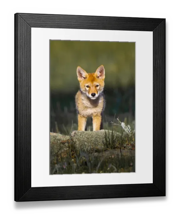 Framed Print : USA, Colorado, Rocky Mountain National Park Framed Print : USA, Colorado, Rocky Mountain National Park