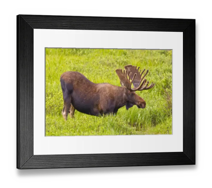 Framed Print : USA, Colorado, Cameron Pass. Bull moose with velvet antlers drinking from stream Framed Print : USA, Colorado, Cameron Pass. Bull moose with velvet antlers drinking from stream