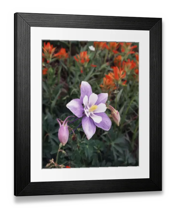 Framed Print : CTF-0635. USA, Colorado, Columbine Wildflower in Yankee Boy Basin in the Rocky Mountains