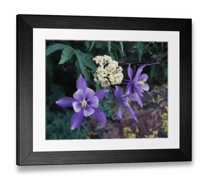 Framed Print : CTF-179. USA, Colorado, Mutant Columbine Wildflowers lack the color white