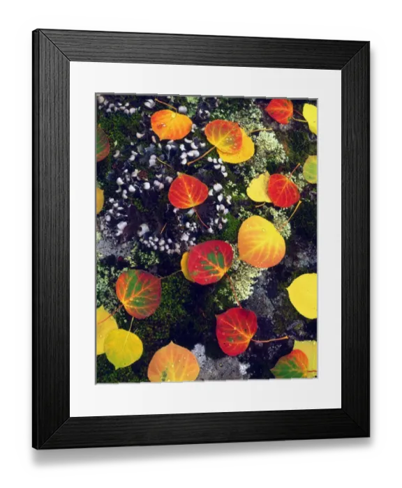 Framed Print : USA; Colorado; USA; Wyoming; Apen leaves on a lichen covered rock in the Rocky Mountains Framed Print : USA; Colorado; USA; Wyoming; Apen leaves on a lichen covered rock in the Rocky Mountains