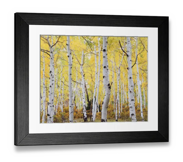 Framed Print : CTF-038. USA, Colorado, Rocky Mountains, Fall colors of Aspen trees Framed Print : CTF-038. USA, Colorado, Rocky Mountains, Fall colors of Aspen trees